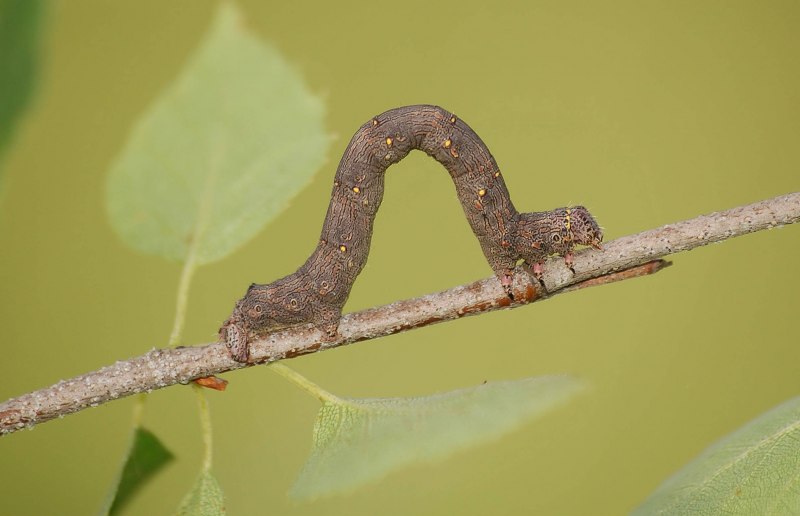 Индустриальный меланизм у бабочек