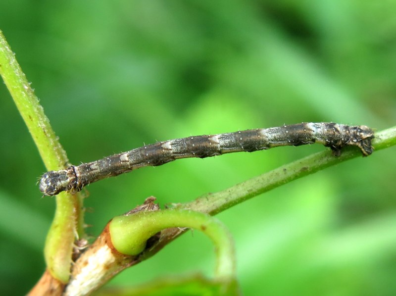 Березовая зеленая Пяденица