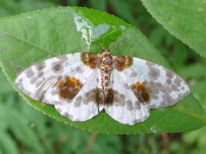 Бабочка щавелевая Пяденица