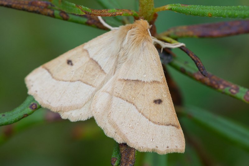 Пяденица Сливовая гусеница