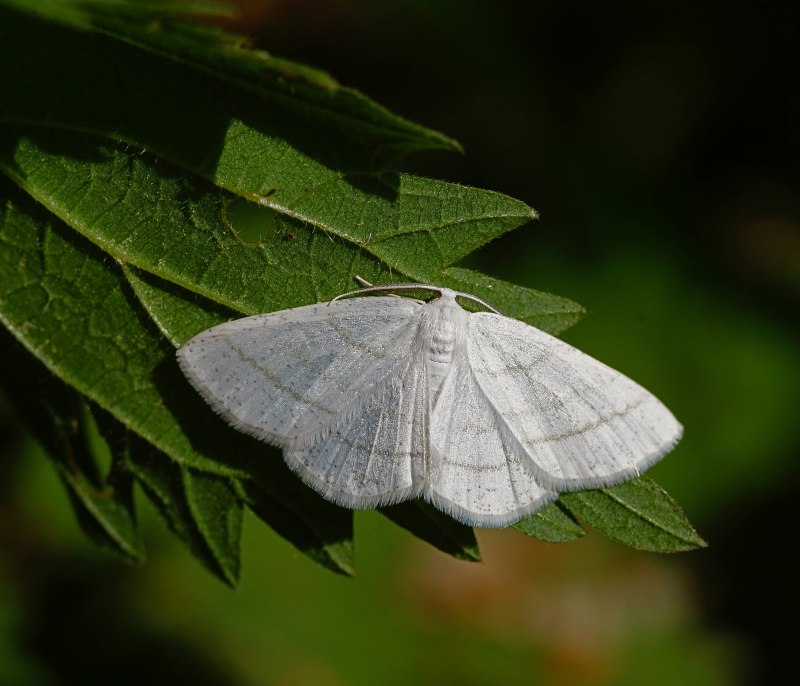 Пяденица белополосая