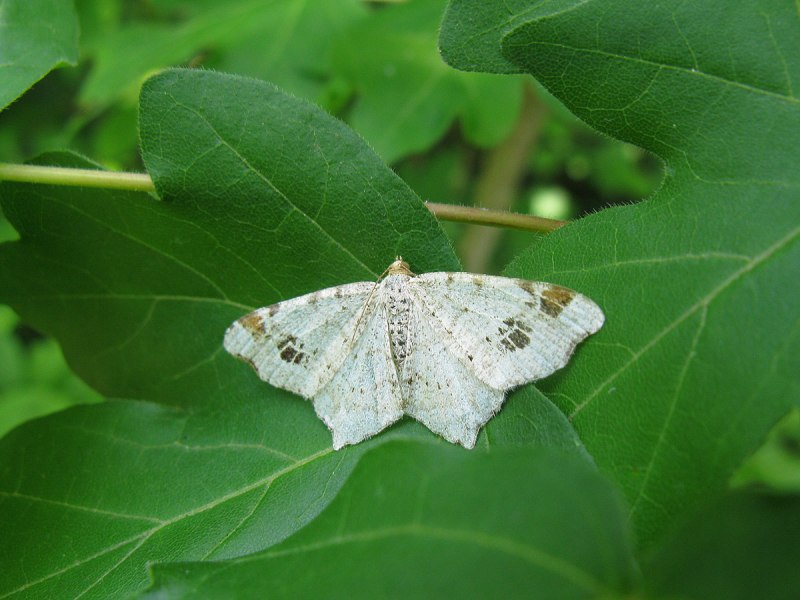 Пяденица Вязовая куколка