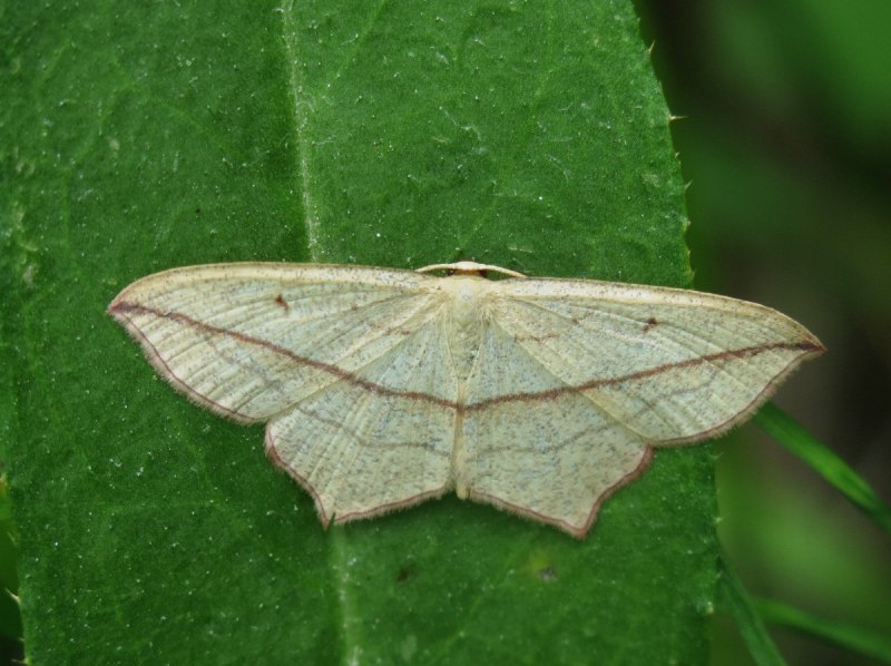 Бабочка Пяденица Уссурийская