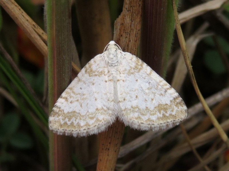 Пяденица кольчатая Кленовая