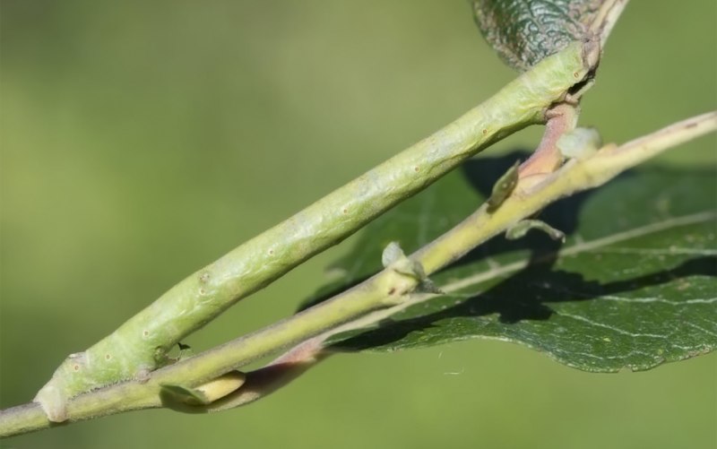 Пяденица Ольховая