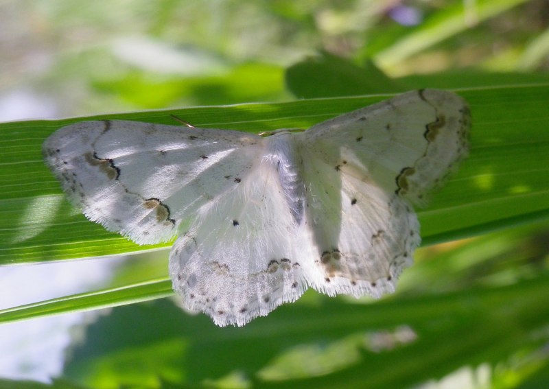 Пяденица зеленая малая