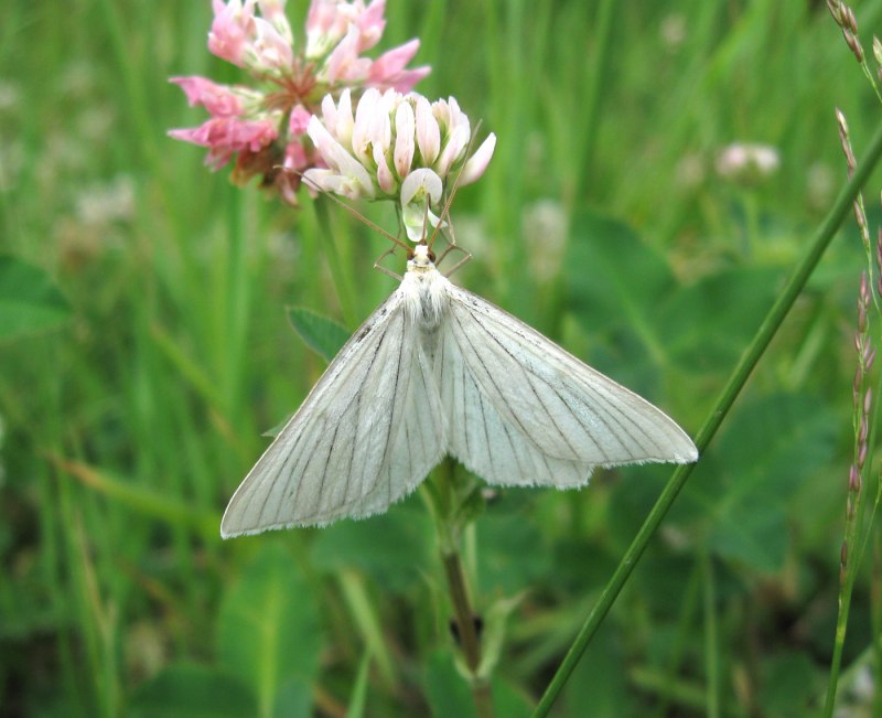Гусеница бабочки пяденицы