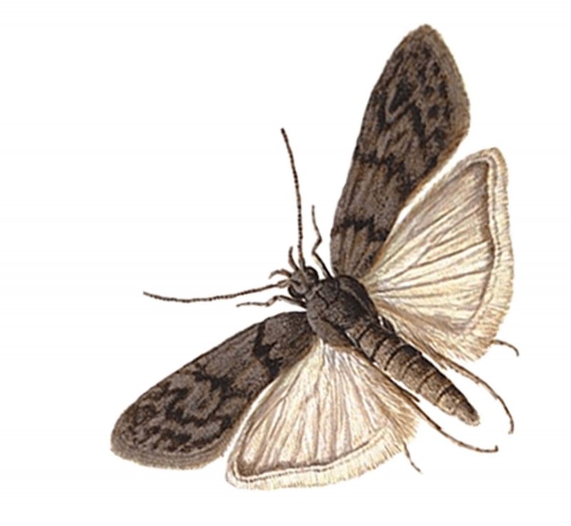 Огнёвка восковая моль