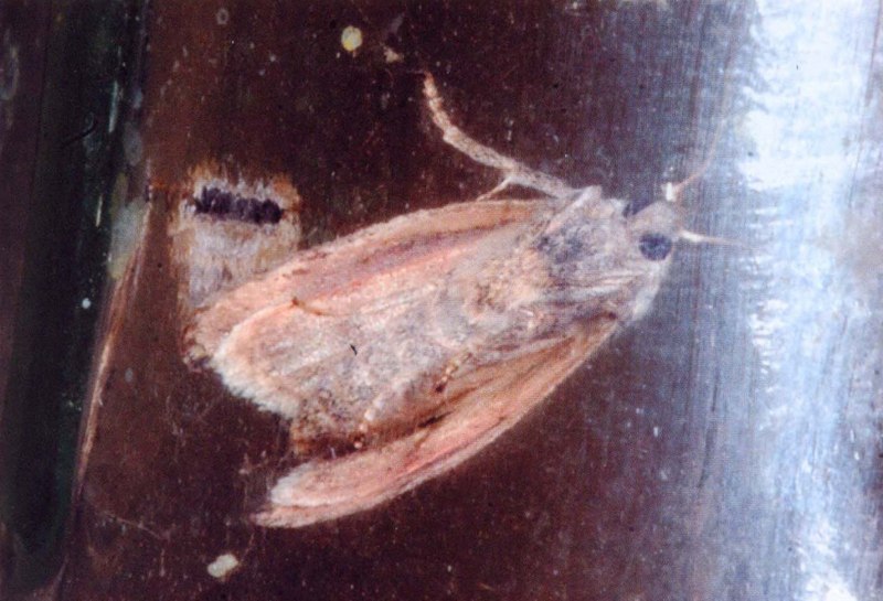 Восковая моль вид снизу