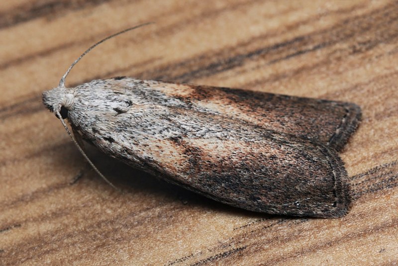 Восковая огневка Galleria mellonella