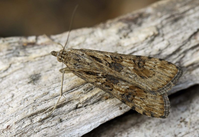 Яблонная плодожорка