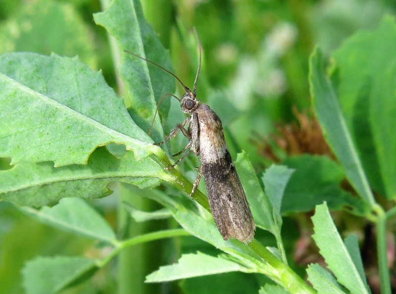 Южная амбарная огневка моль