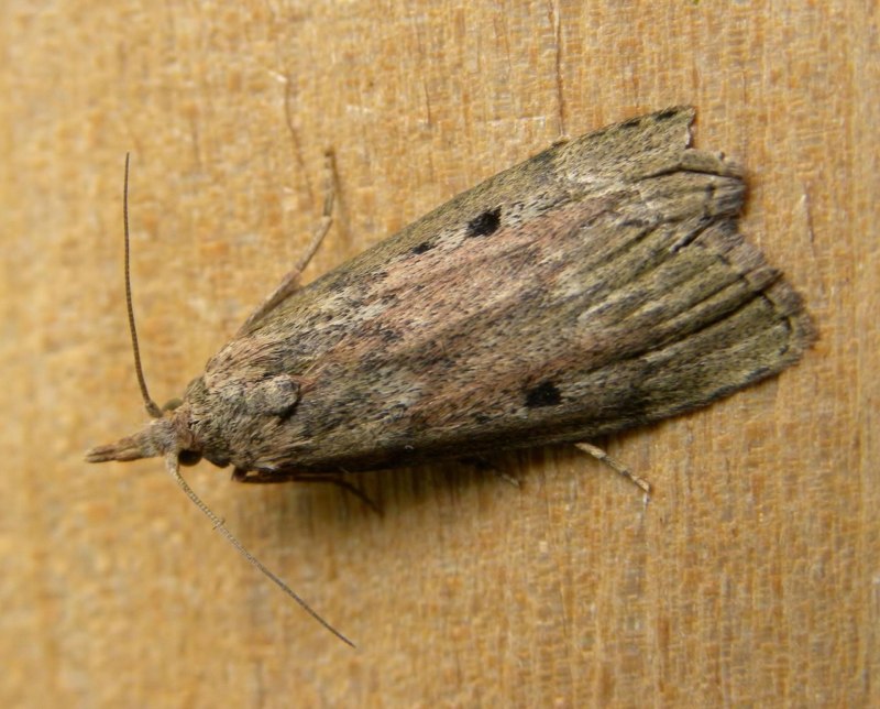 Огнёвка восковая моль