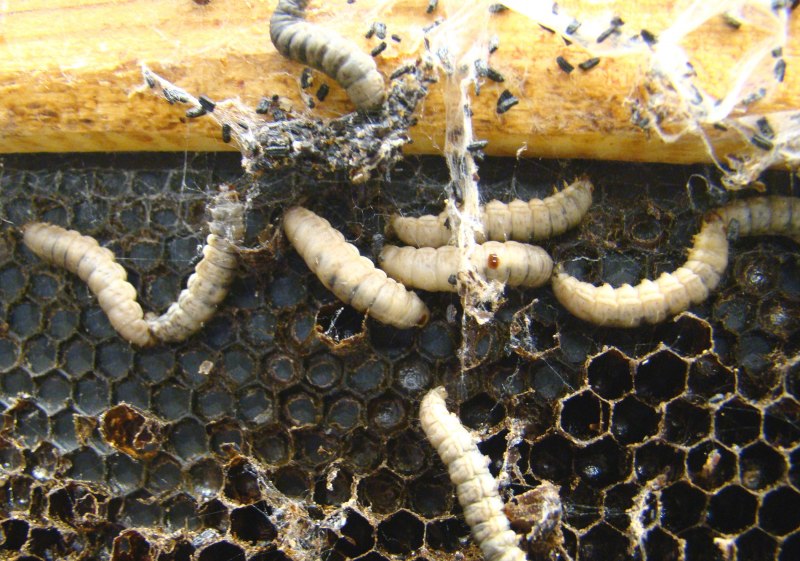 Личинка моли платяной