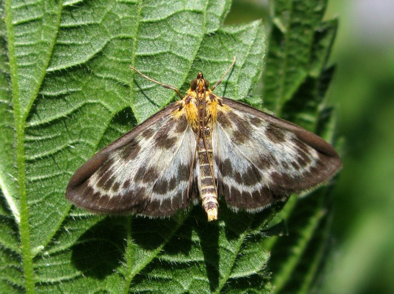 Бабочка огневка