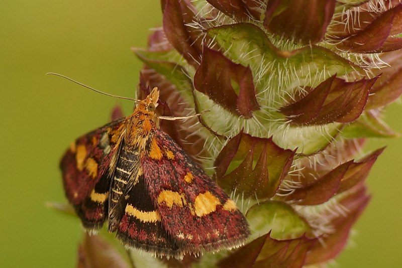 Ширококрылая огневка