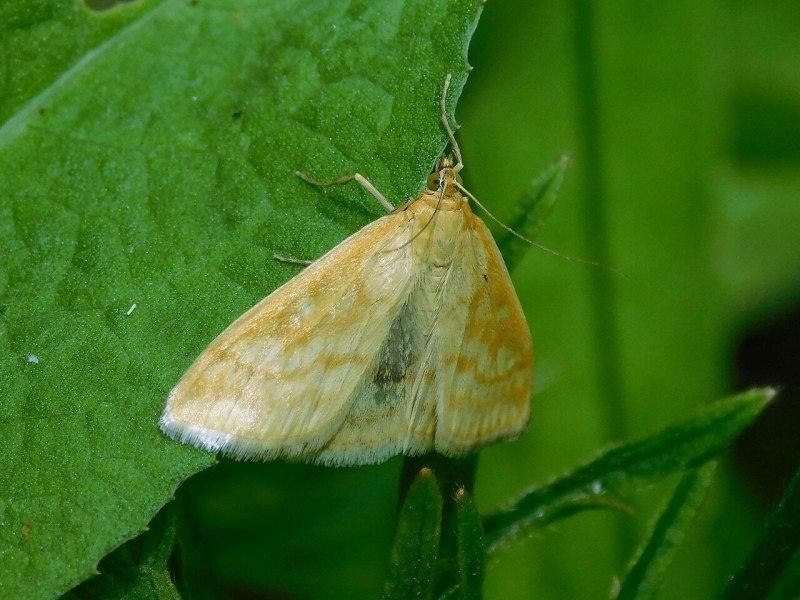 Пчелиная огнёвка бабочка