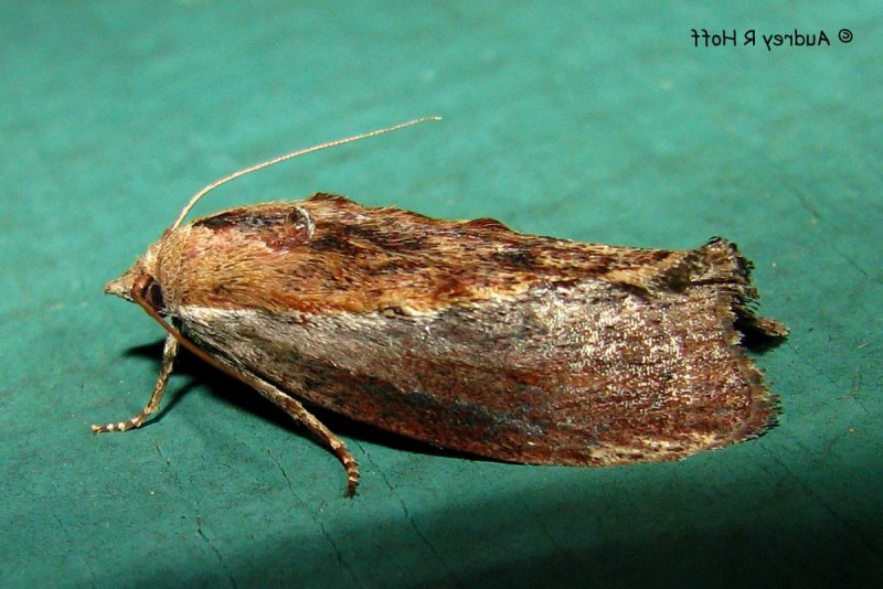 Огневка малая