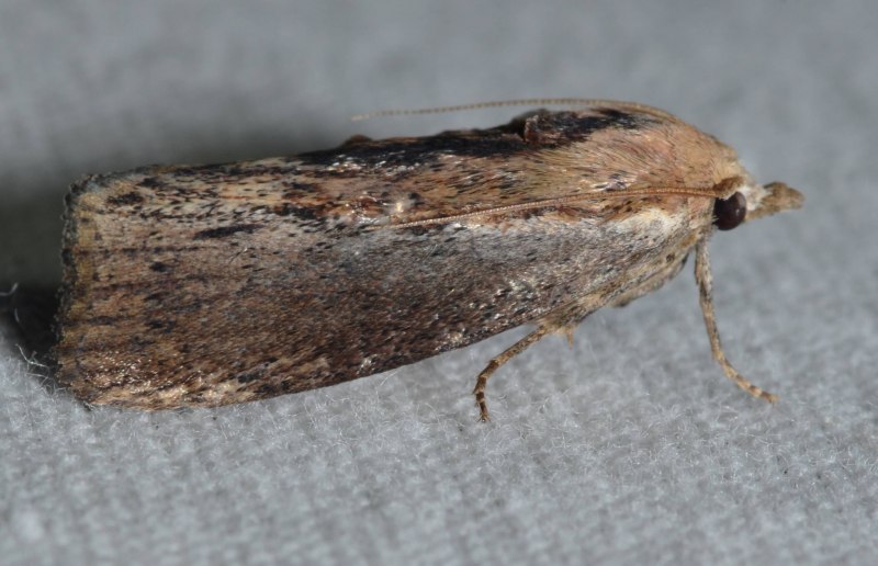 Восковая огневка Galleria mellonella