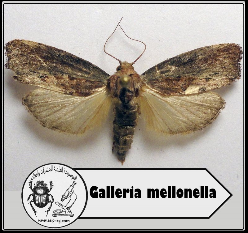 Огневка моль пищевая