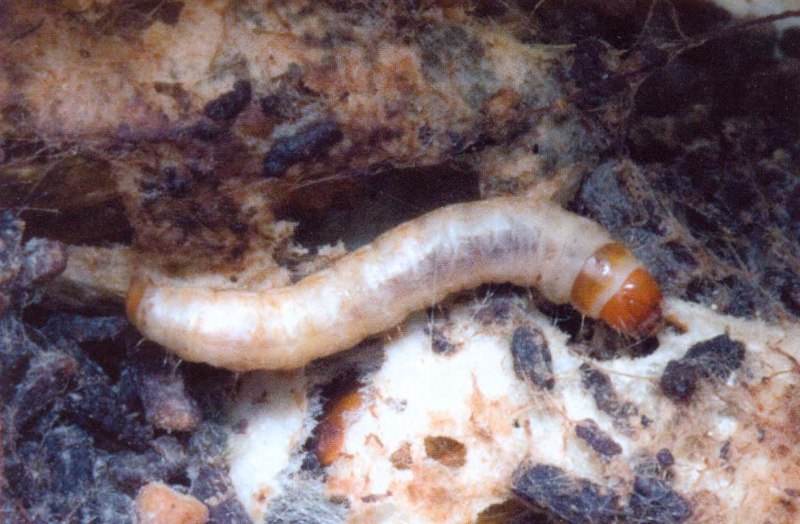 Подсолнечниковая огневка