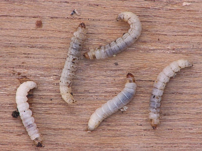 Огнёвка восковая моль