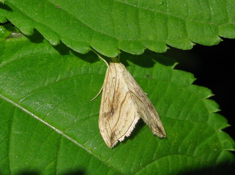 Огневка в пчелином улье