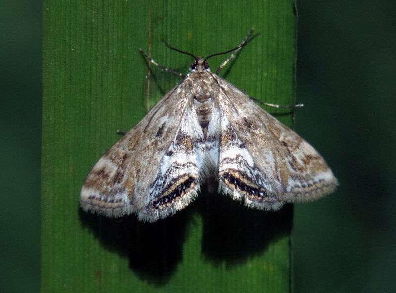 Чешуекрылые моль