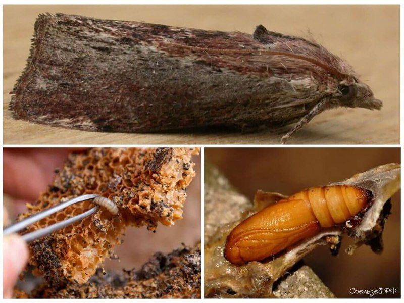 Огнёвка восковая моль