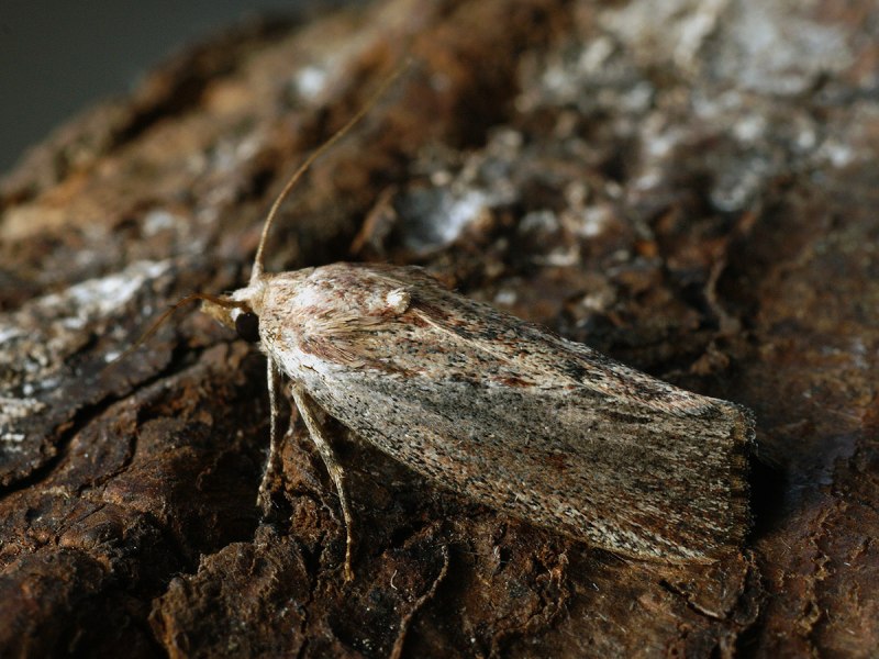 Мучная огневка Pyralis farinalis личинки