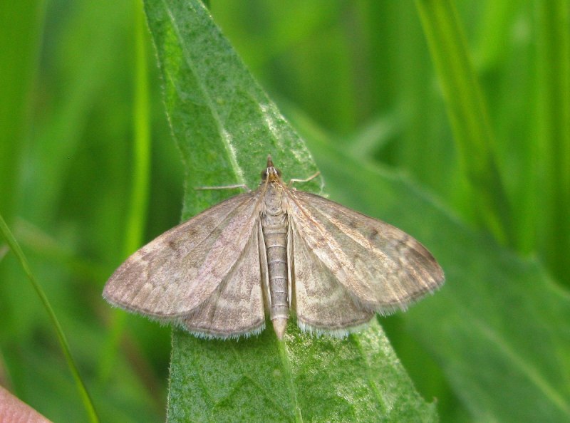 Бабочка огневка восковая