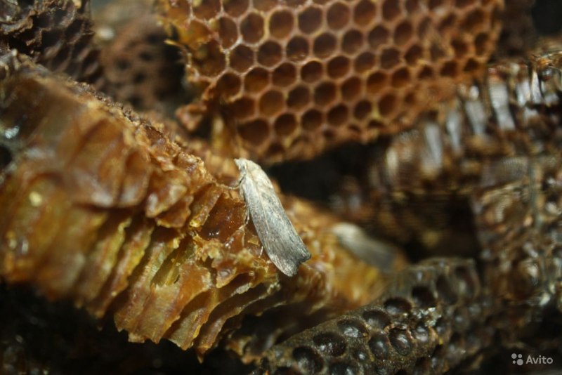 Восковая моль (огнёвка) ПЖВМ