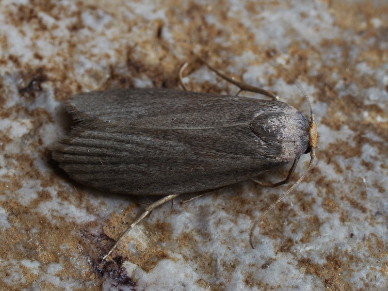 Личинки огневки Galleria mellonella