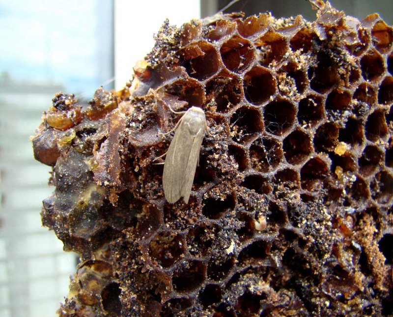 Южная амбарная огневка моль