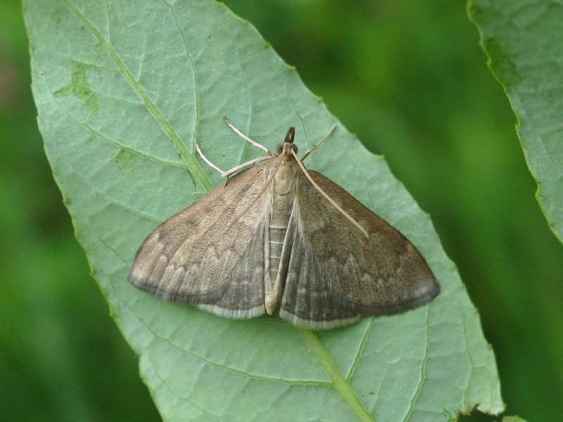 Огневка пестрая Крапивная бабочка