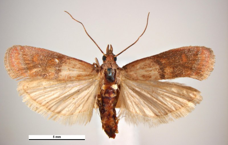 Огнёвка восковая моль