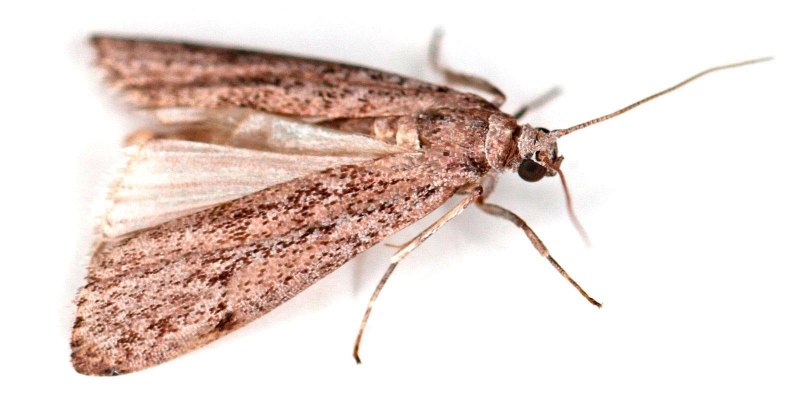 Огневка обыкновенная