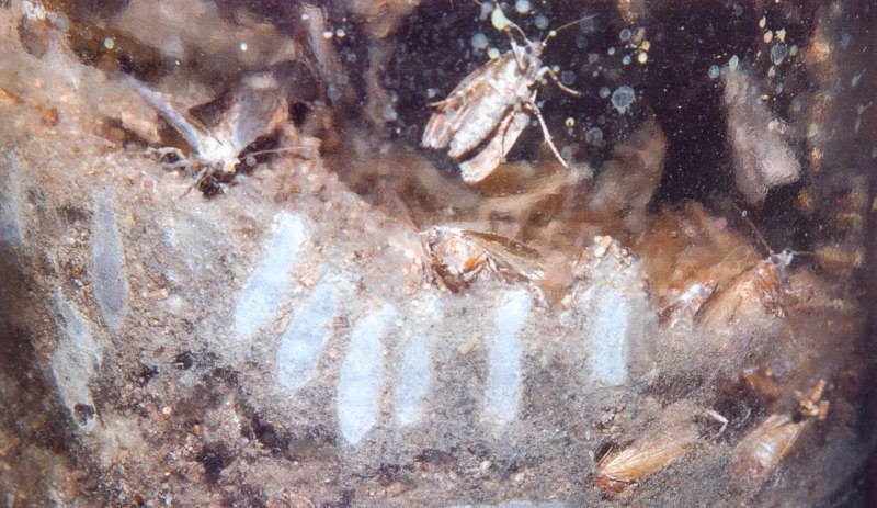 Огнёвка восковая моль