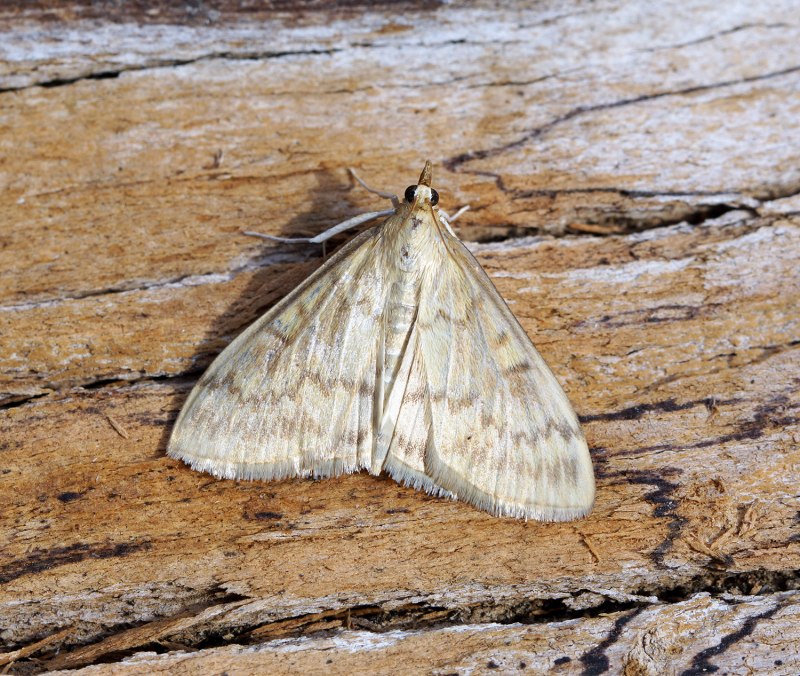 Восковая моль Galleria mellonella