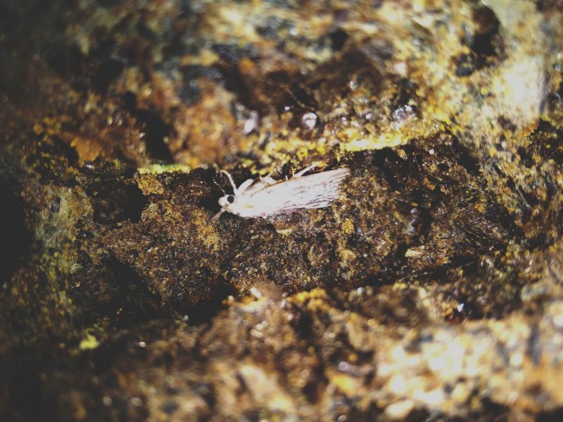 Бабочка огневка Крапивная