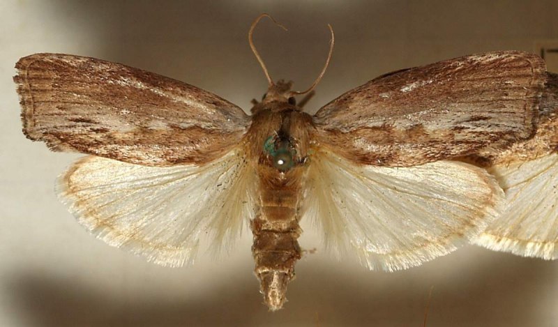 Большая восковая моль Galleria mellonella