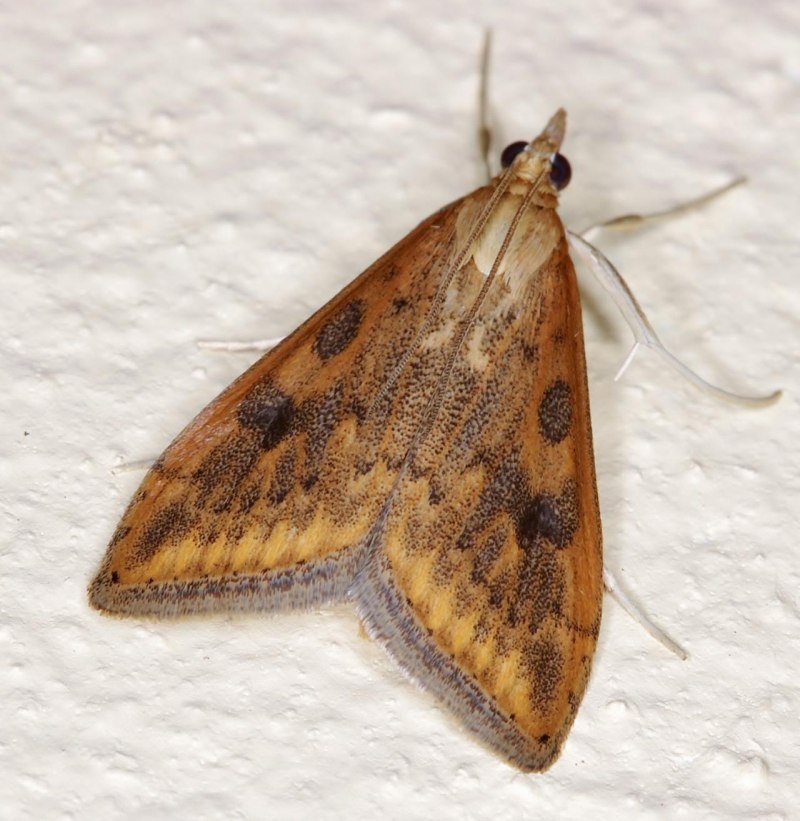 Бабочка огневка