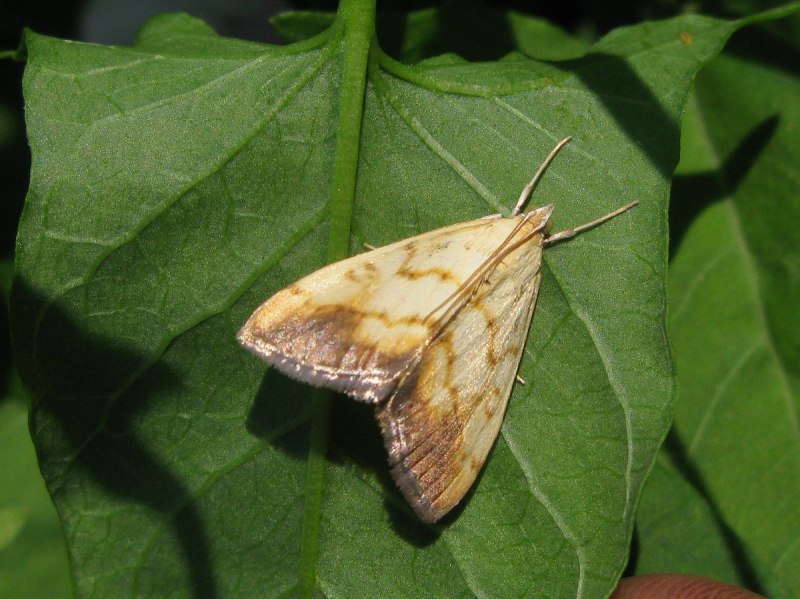 Грушевая огневка (Numonia pyrivorella mats.)