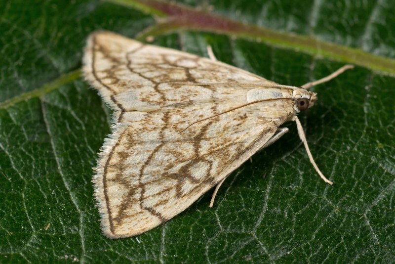 Мотылек на прозрачном фоне