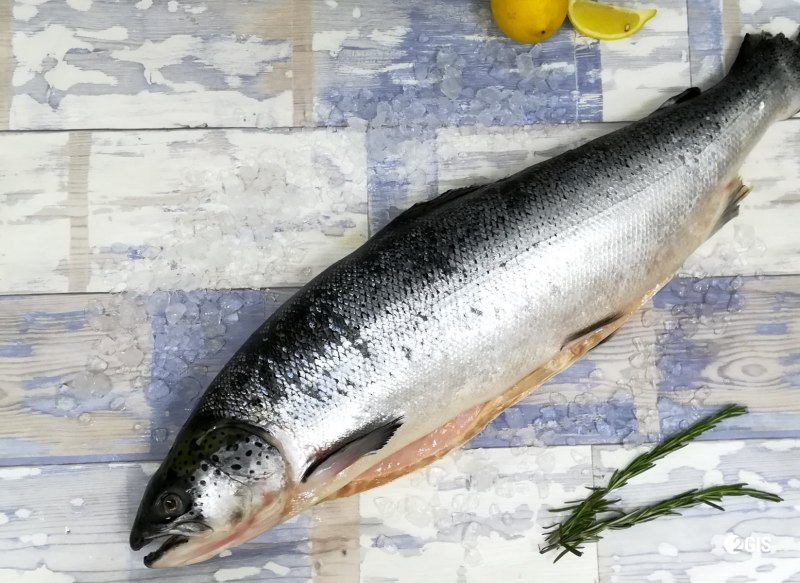 Чавыча Oncorhynchus tshawytscha