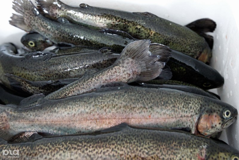 Кижуч и чавыча