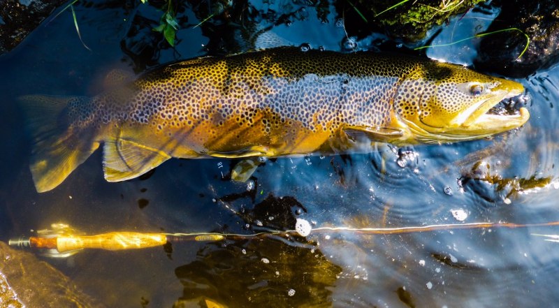 Кумжа ручьевая форель