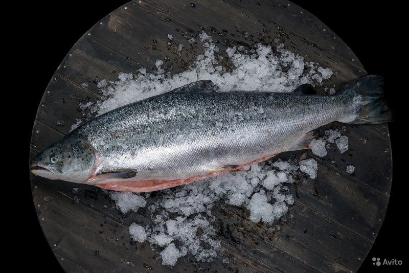 Радужная форель.и кумжа