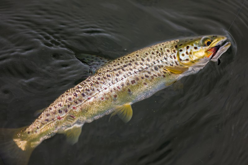 Радужная форель Oncorhynchus mykiss