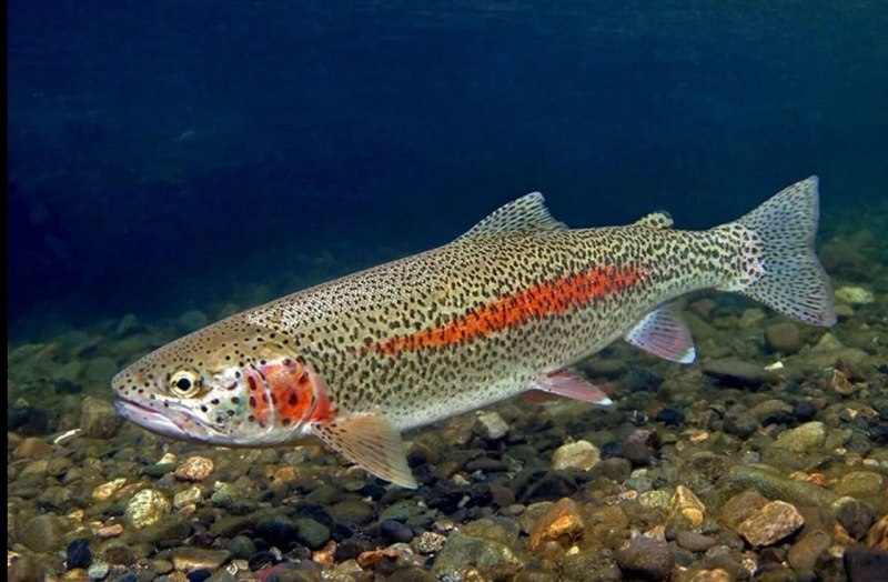 Чавыча форель лосось